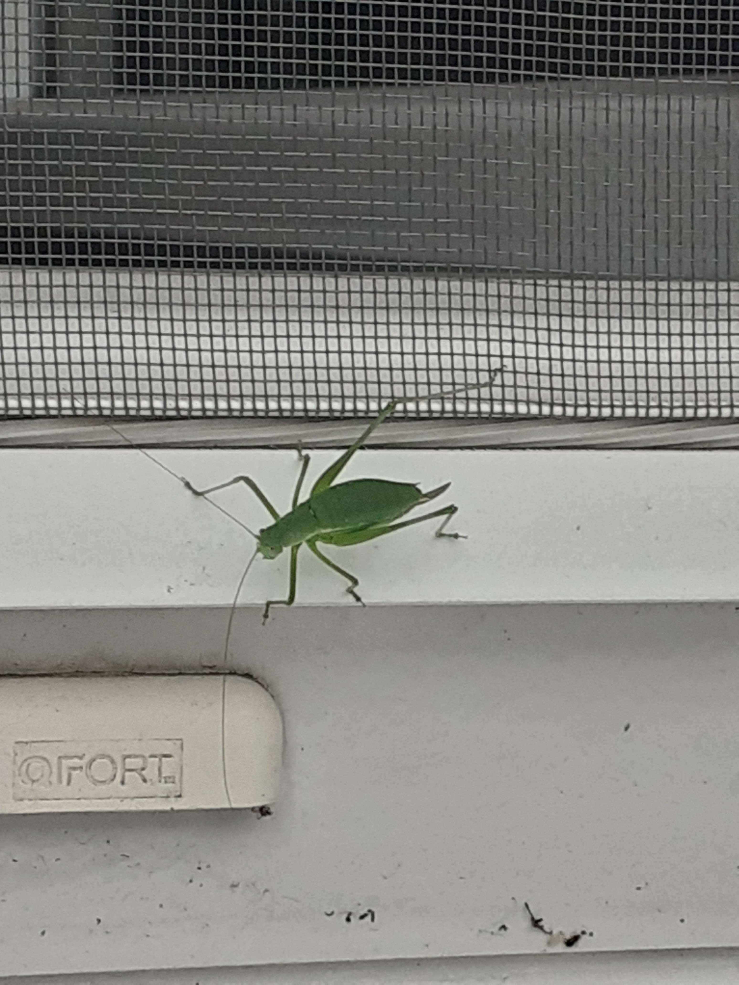 stick bug